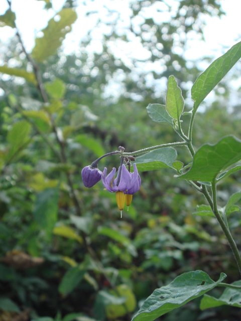 Solanum dulcamara fleur